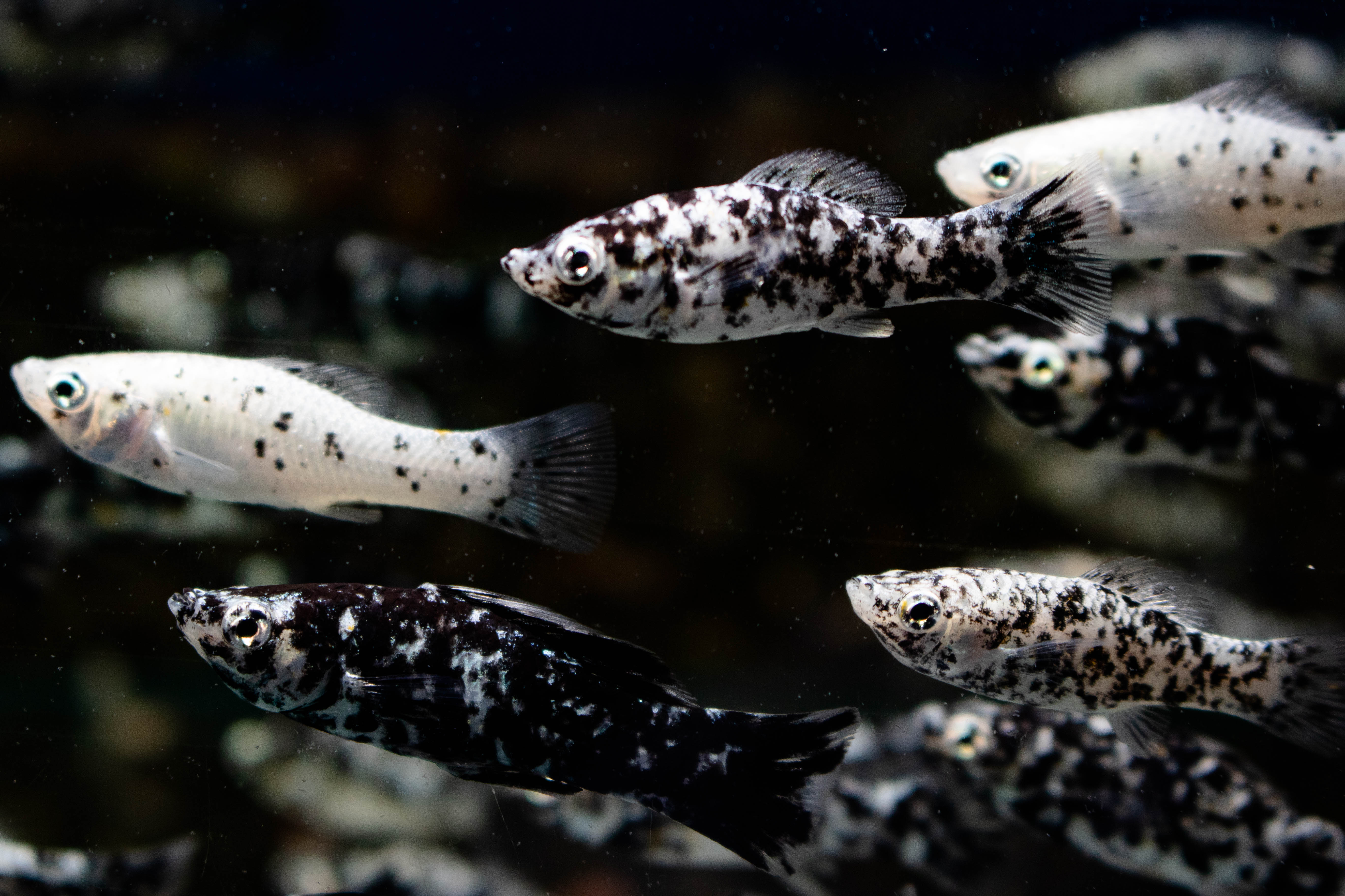 Fish Salt and Pepper -  UK