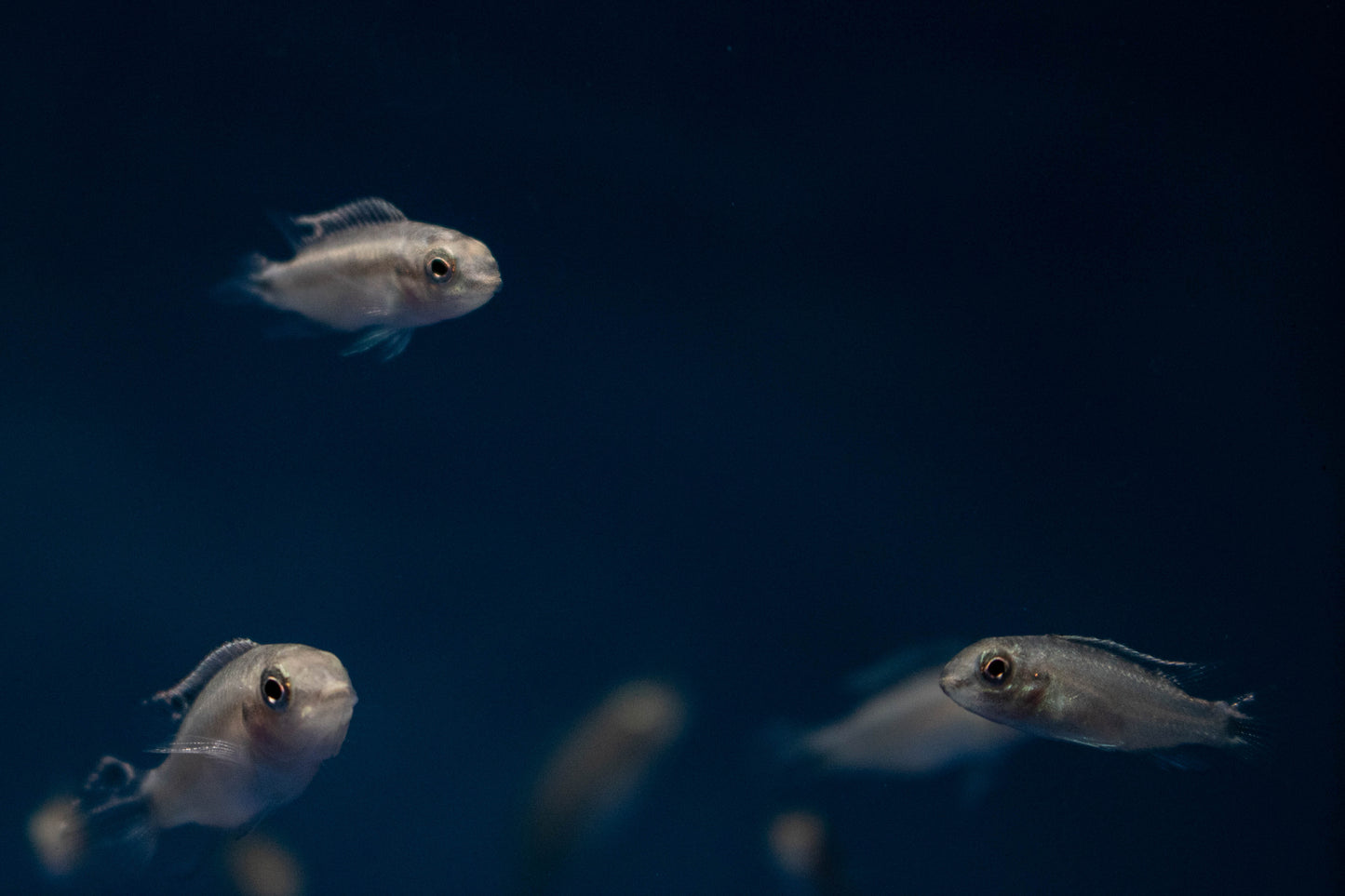 Baby Kribensis
