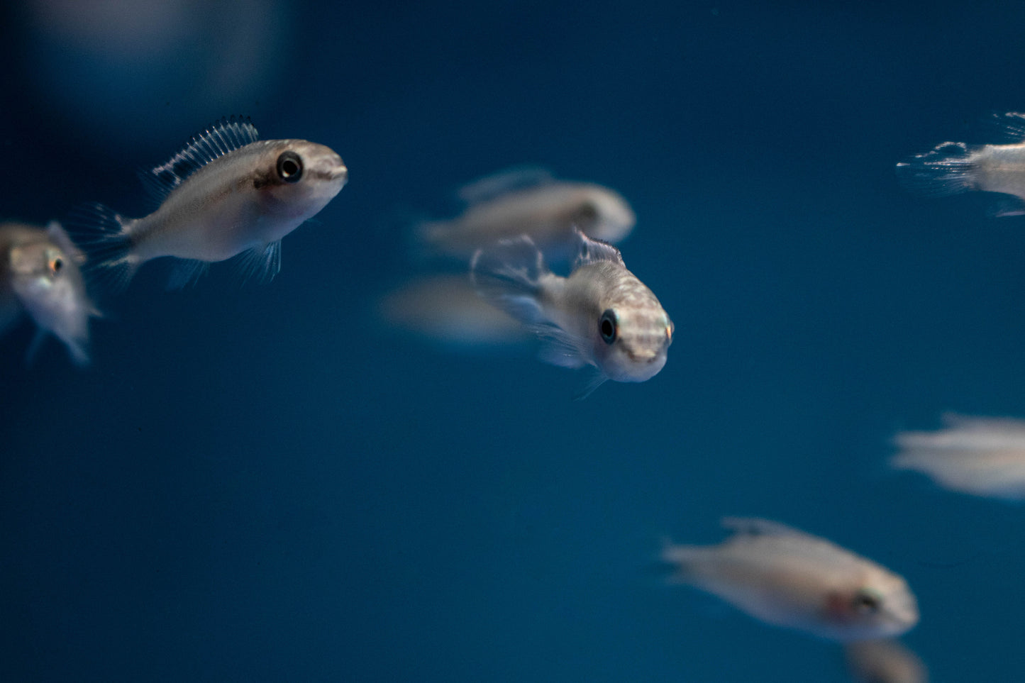 Baby Kribensis