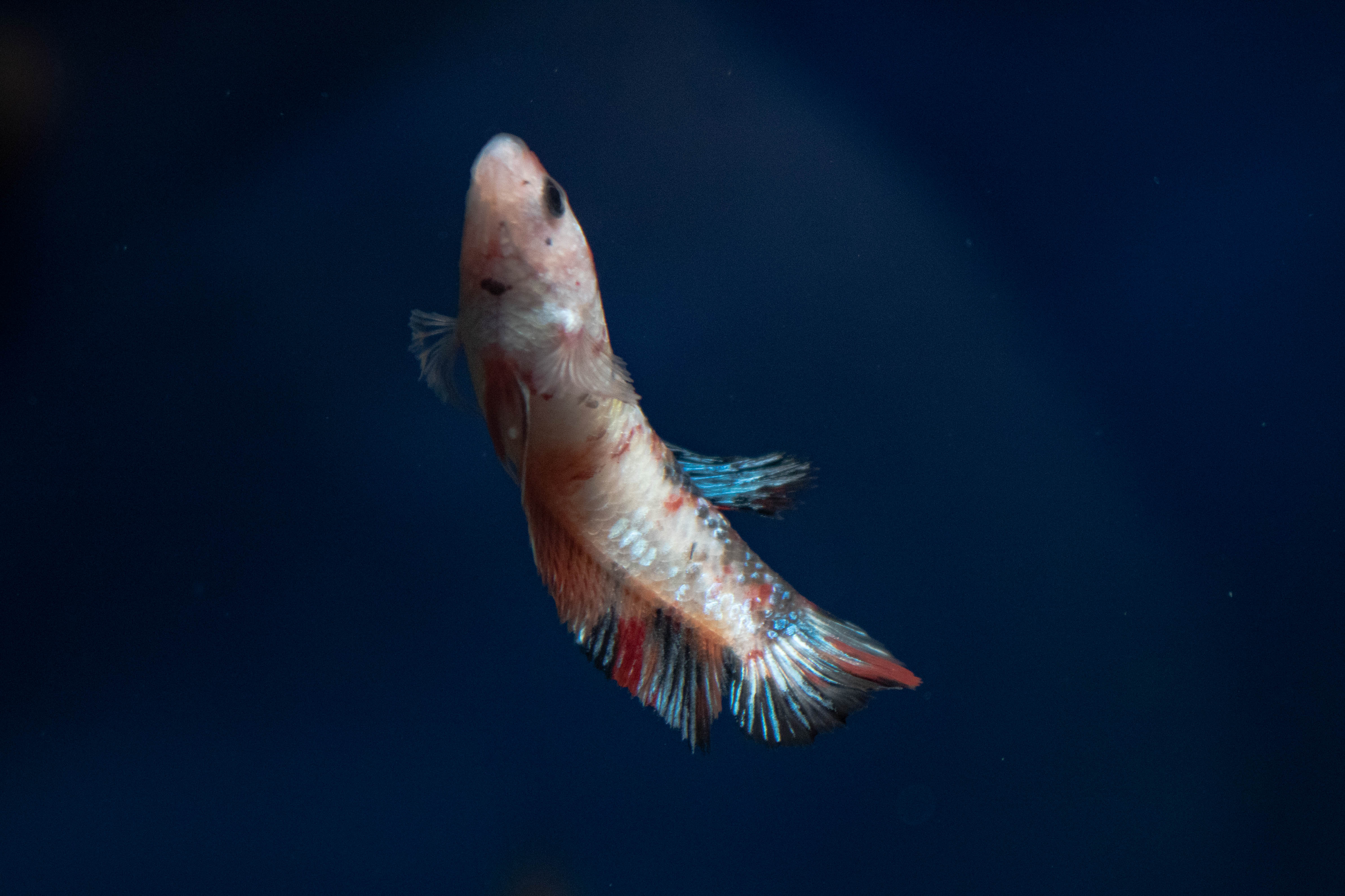 Local tropical fish clearance shops