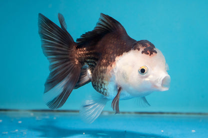 Panda Oranda