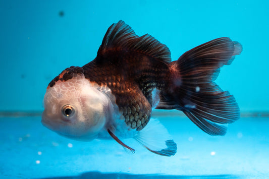 Panda Oranda