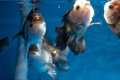 Panda Oranda