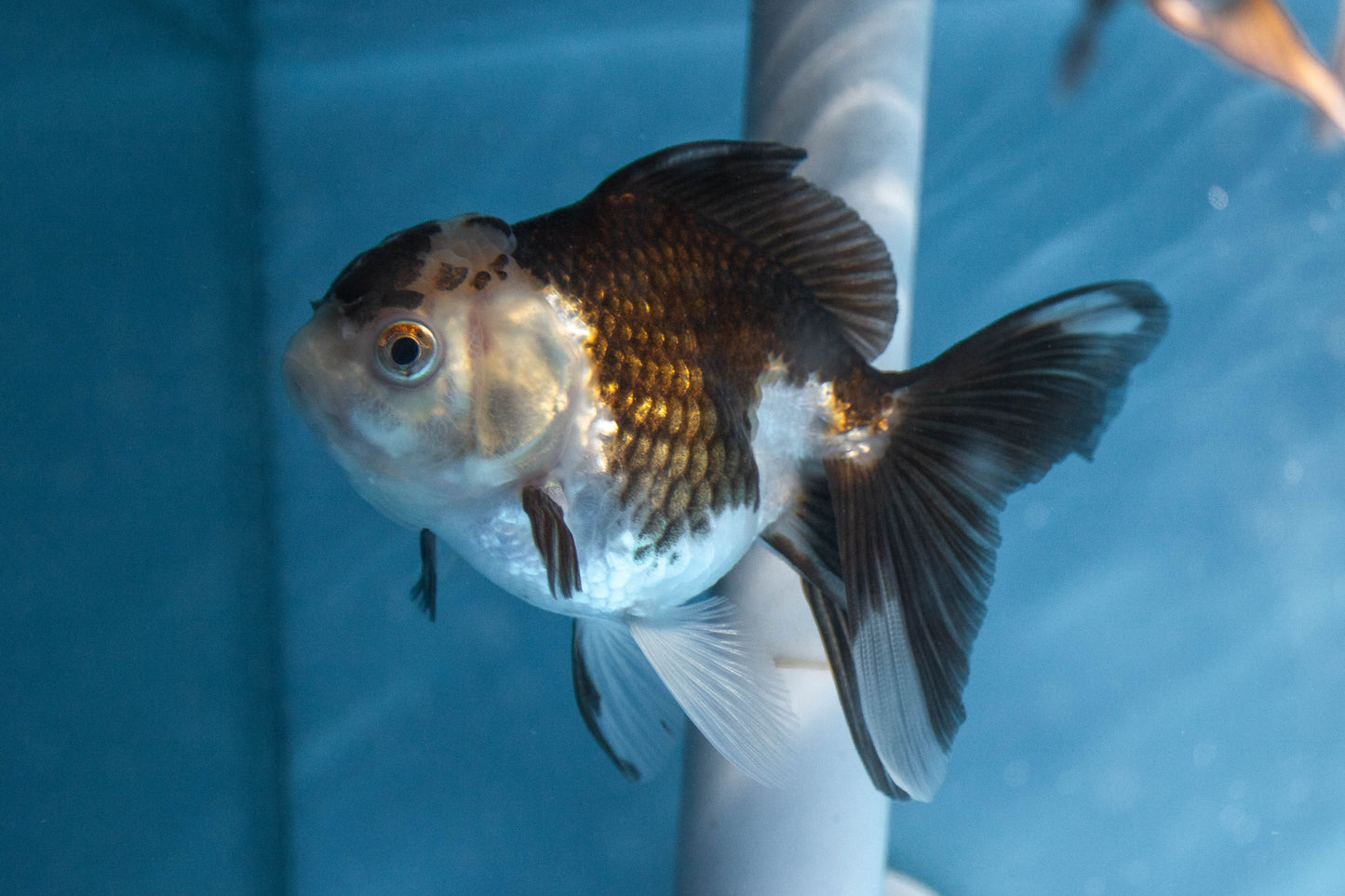 Panda Oranda