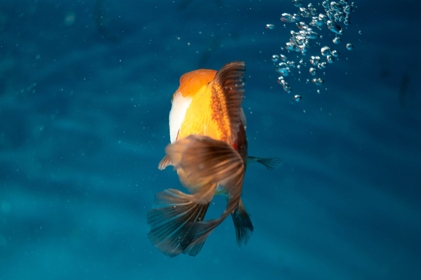 Tri-Colour Panda Oranda