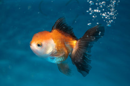 Tri-Colour Panda Oranda