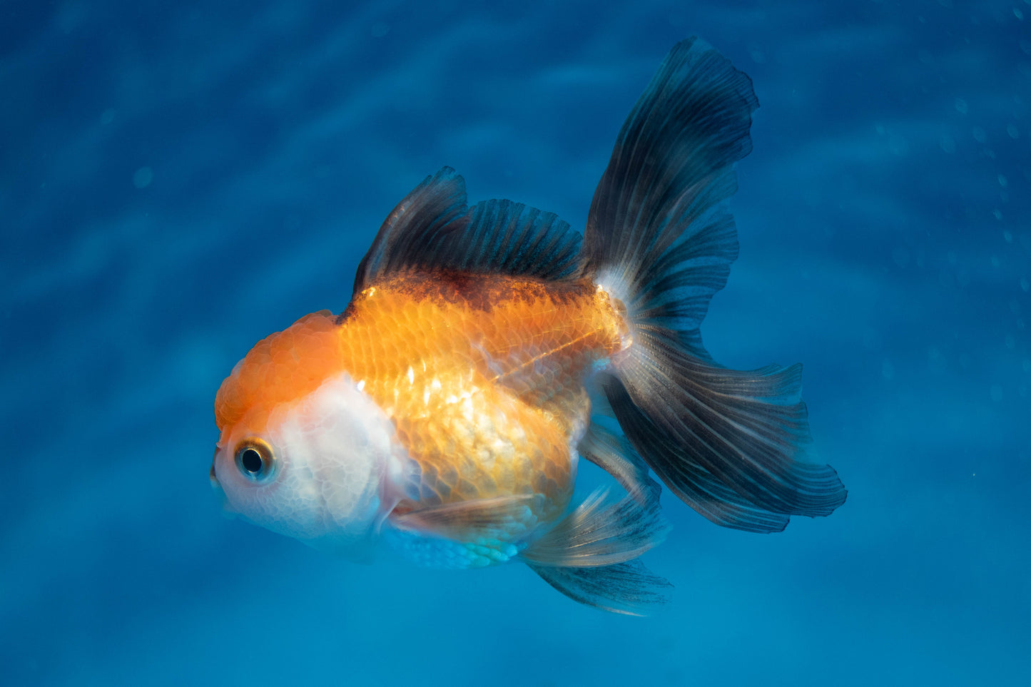 Tri-Colour Panda Oranda