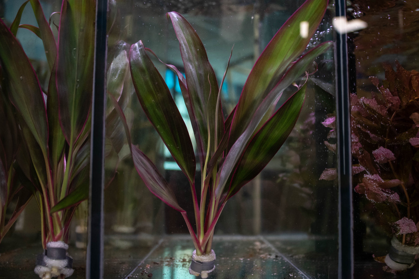 Cordyline 'Red Edge'