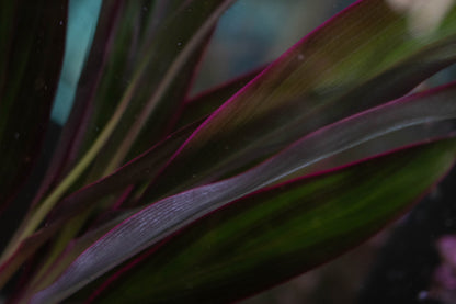 Cordyline 'Red Edge'