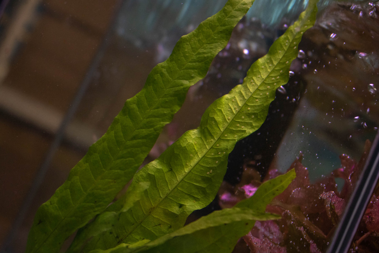 Java Fern