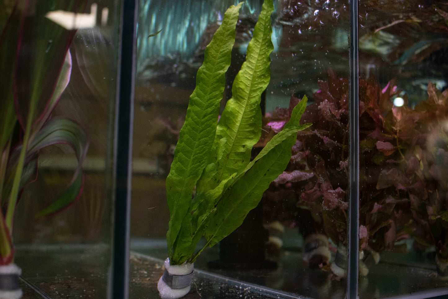 Java Fern