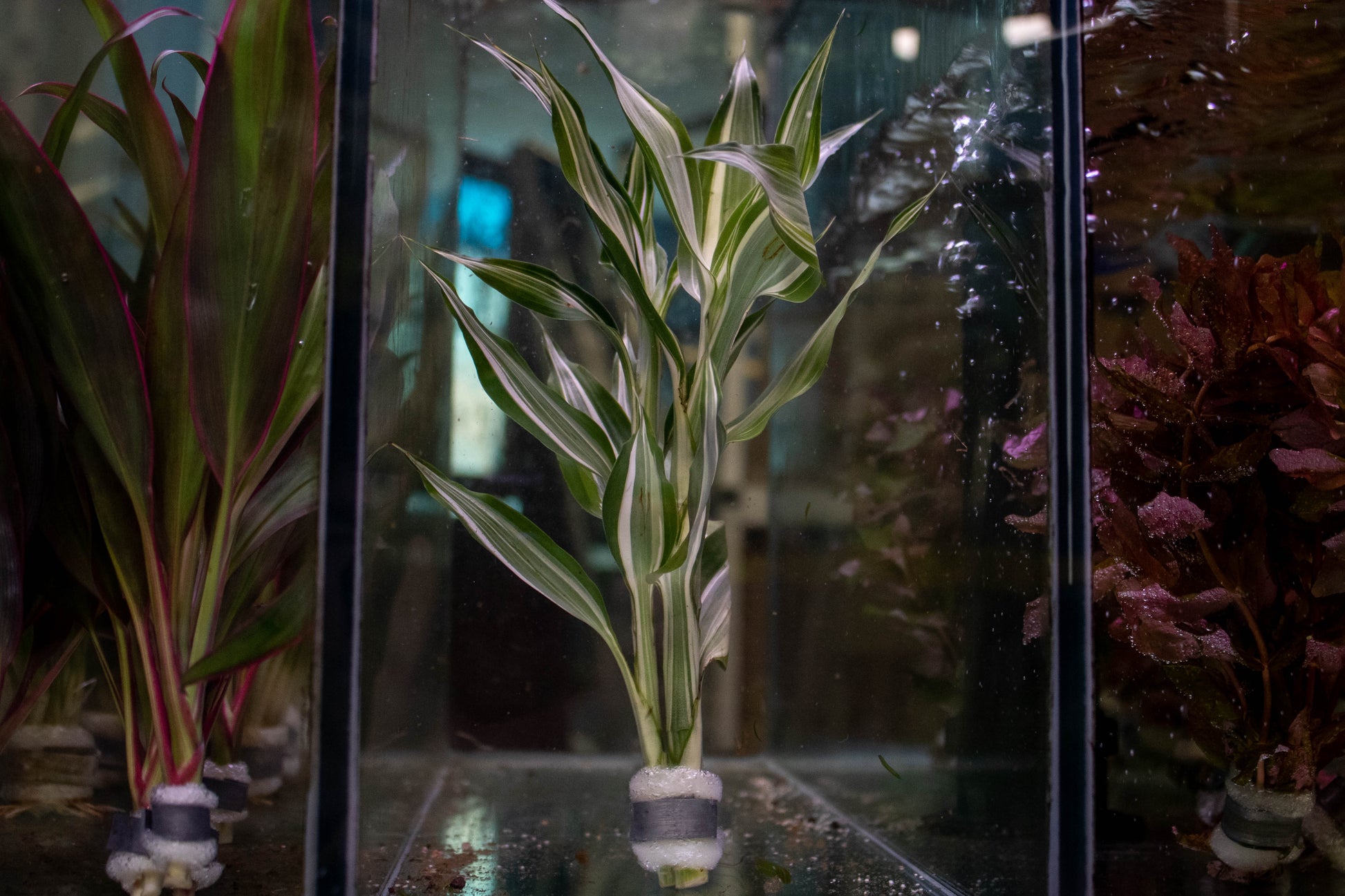 dracaena aquarium Dracaena Sanderiana White
