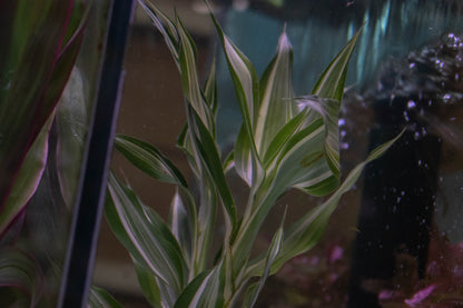 dracaena sanderiana aquarium Dracaena Sanderiana White