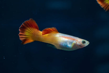 Male Flame Tail