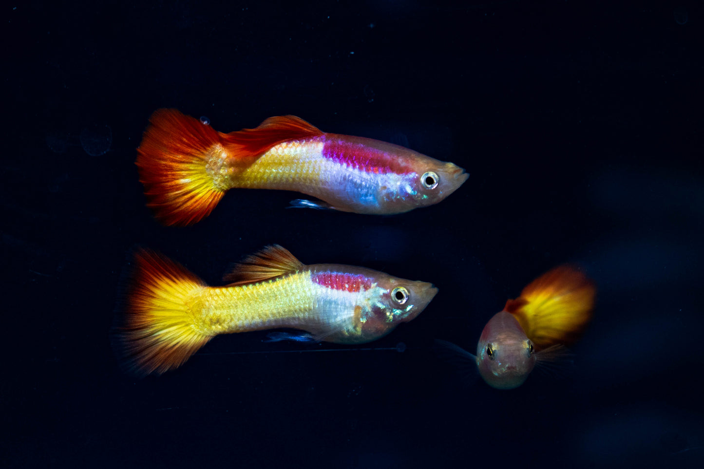 Male Flame Tail