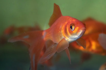 Large Goldfish