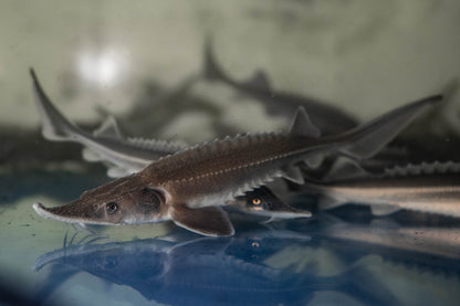 Diamondback Sturgeon