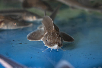 Diamondback Sturgeon