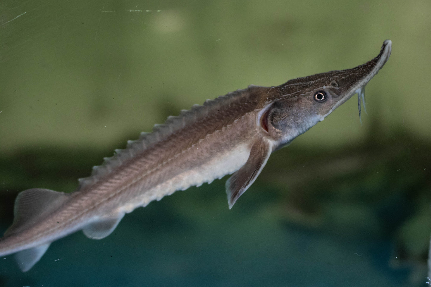 Diamondback Sturgeon