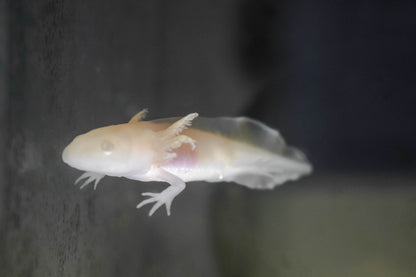 Gold Axolotl