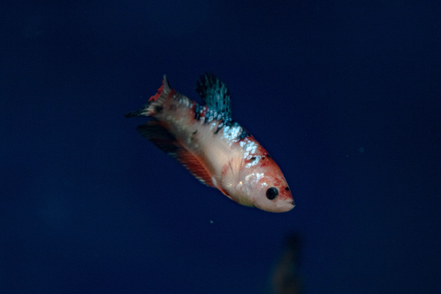 Female Koi Betta