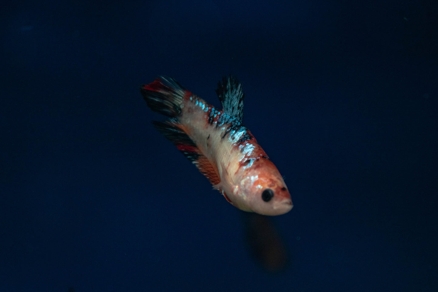 Female Koi Betta