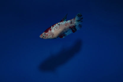 Female Koi Betta