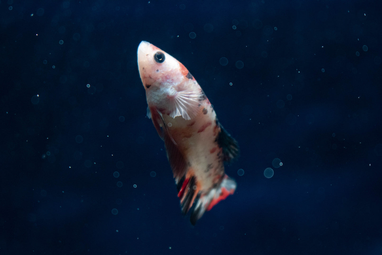 Female Koi Betta