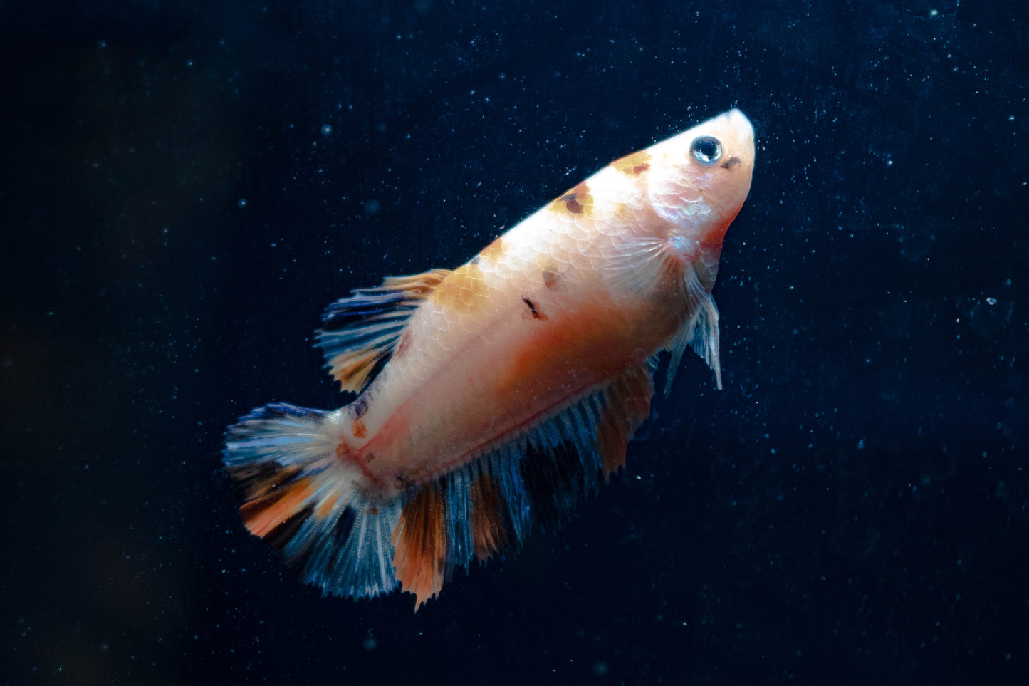 Female Koi Betta