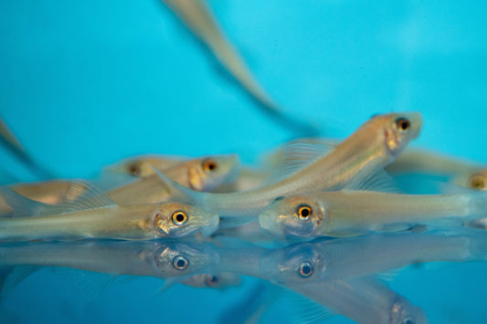 Albino Chinese Algae Eater