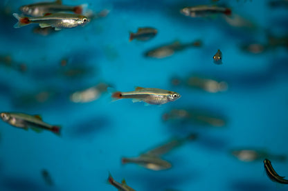 White Cloud Mountain Minnow