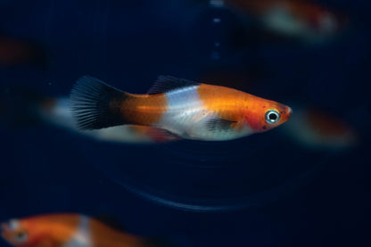 Koi Platy