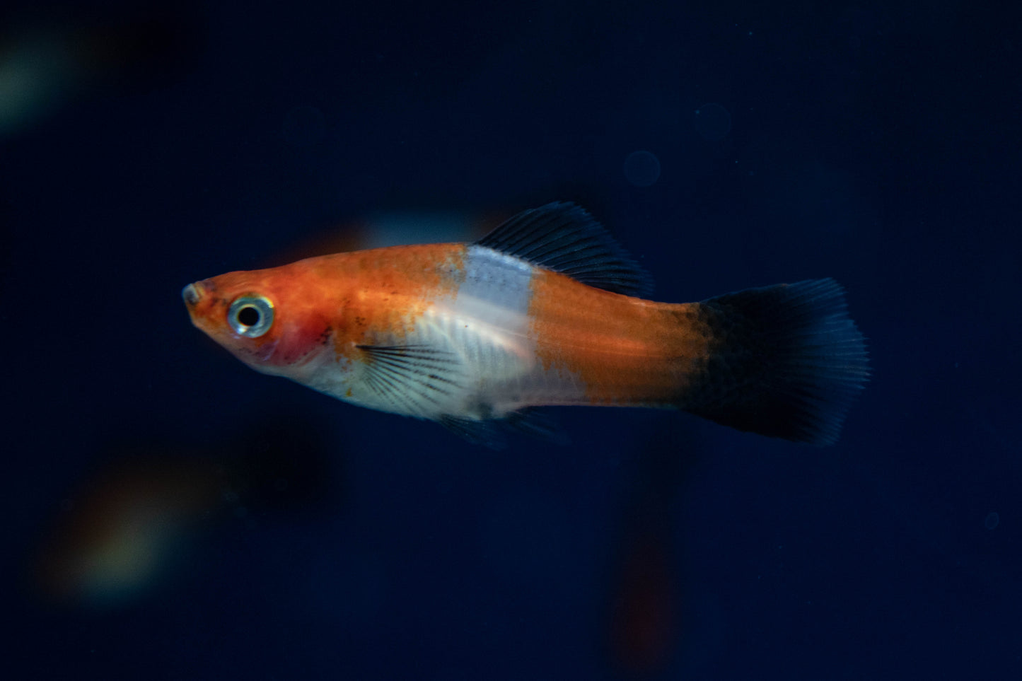 Koi Platy