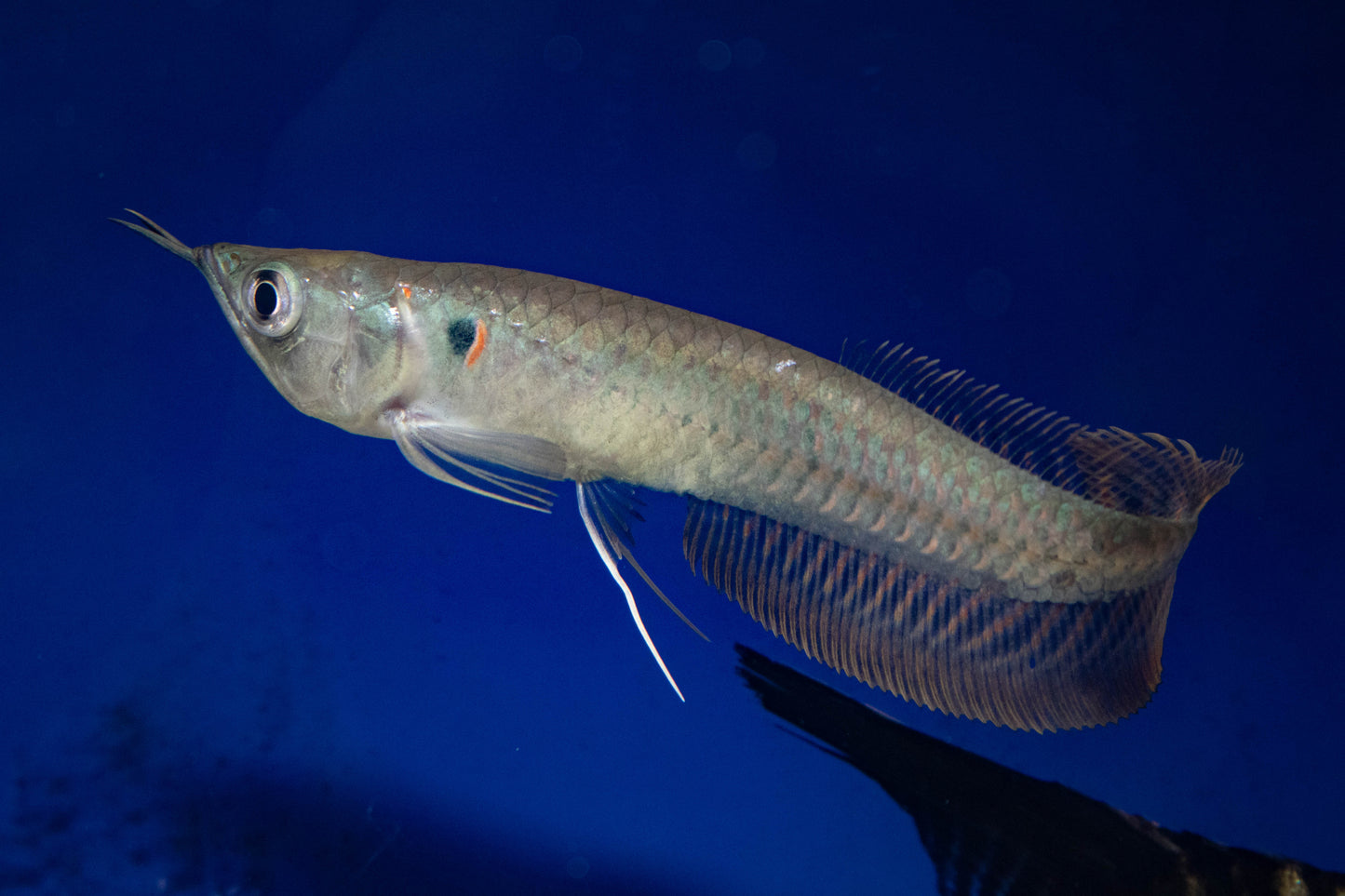 Arowana