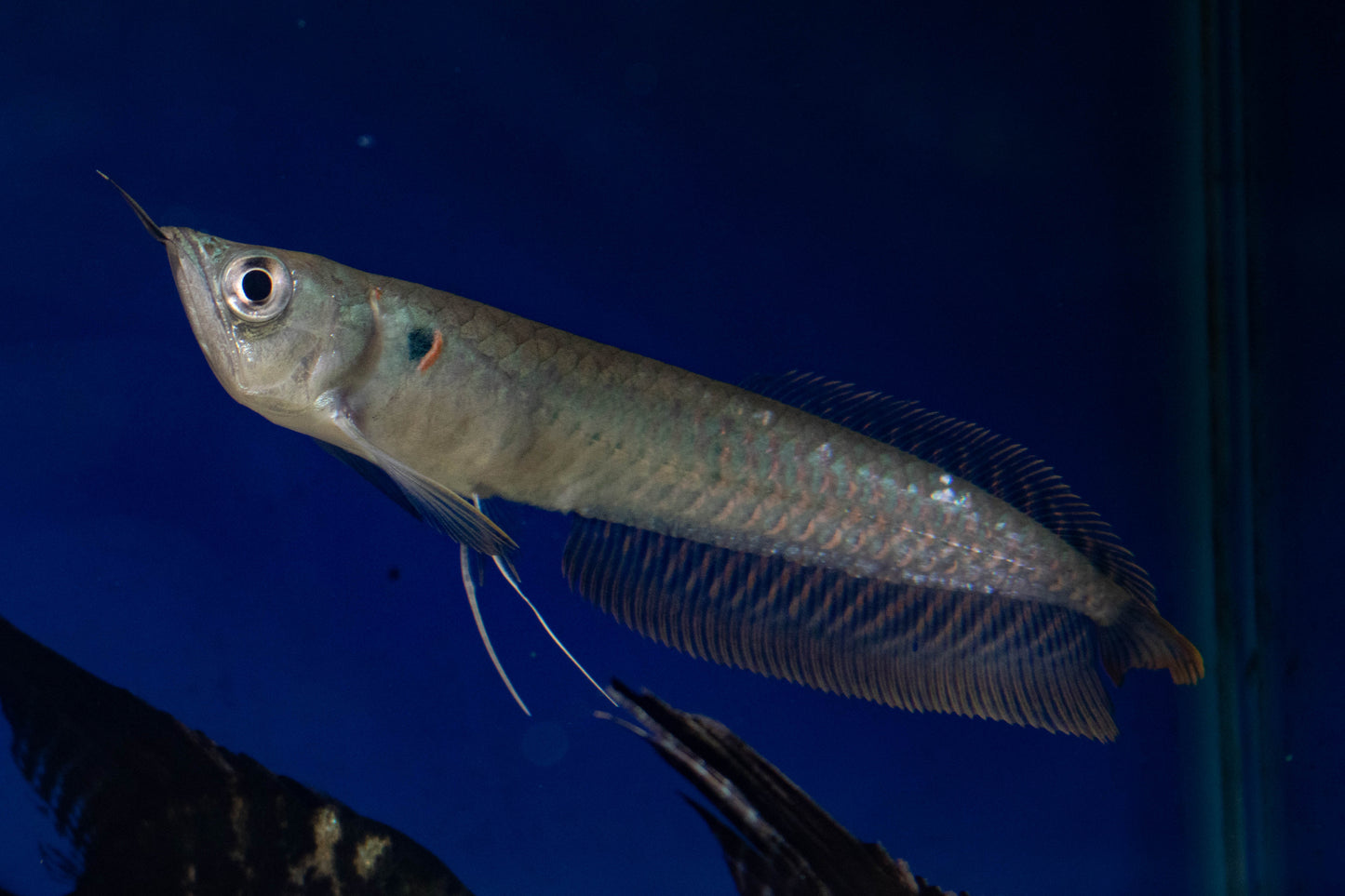 Arowana