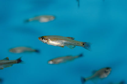 White Cloud Mountain Minnow