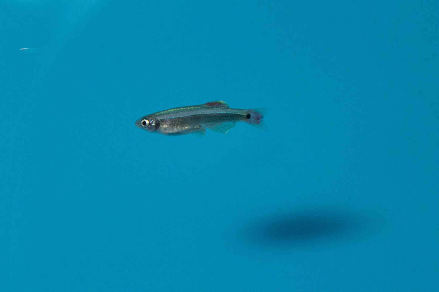 White Cloud Mountain Minnow