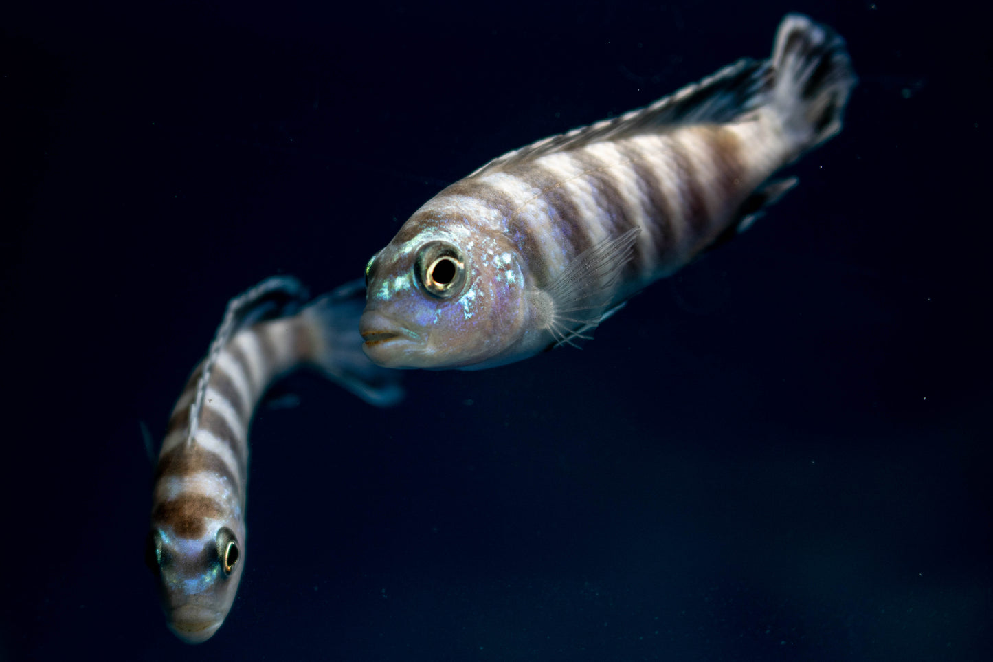 Demasoni