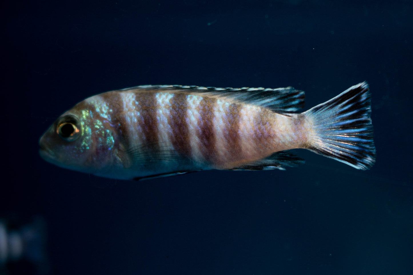 Demasoni