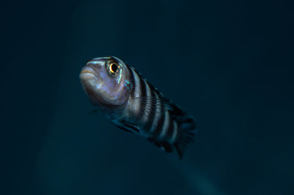 Demasoni