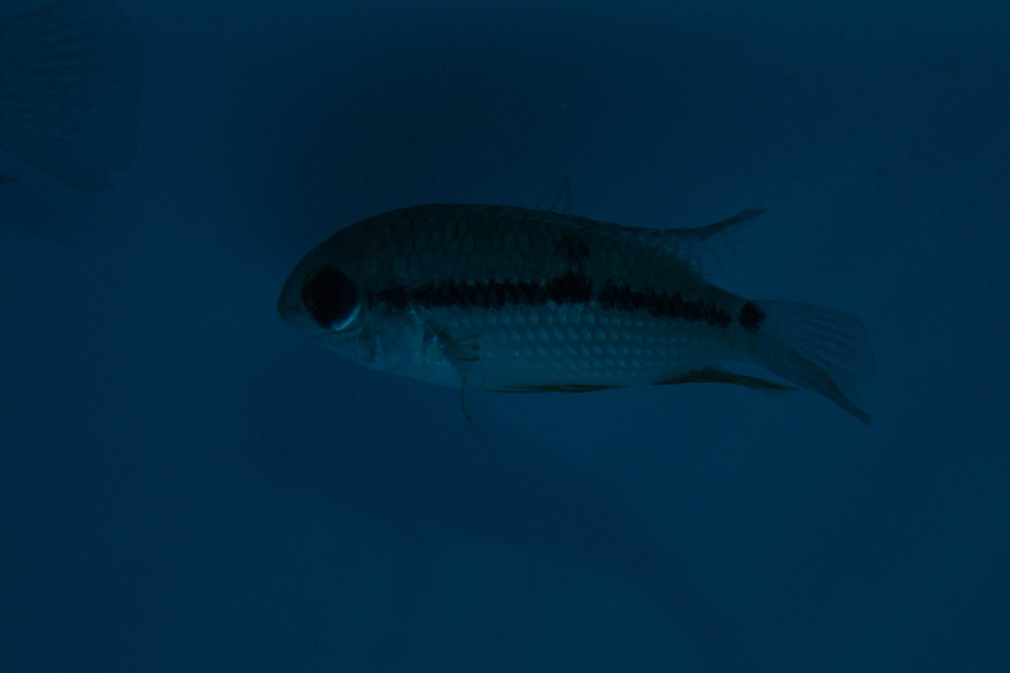 Blue Acara