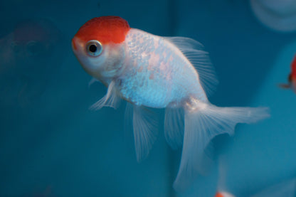 Hi Red Cap Oranda