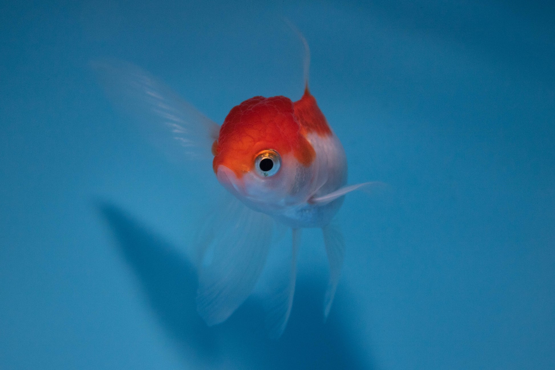 Hi Red Cap Oranda – Aqua-Area