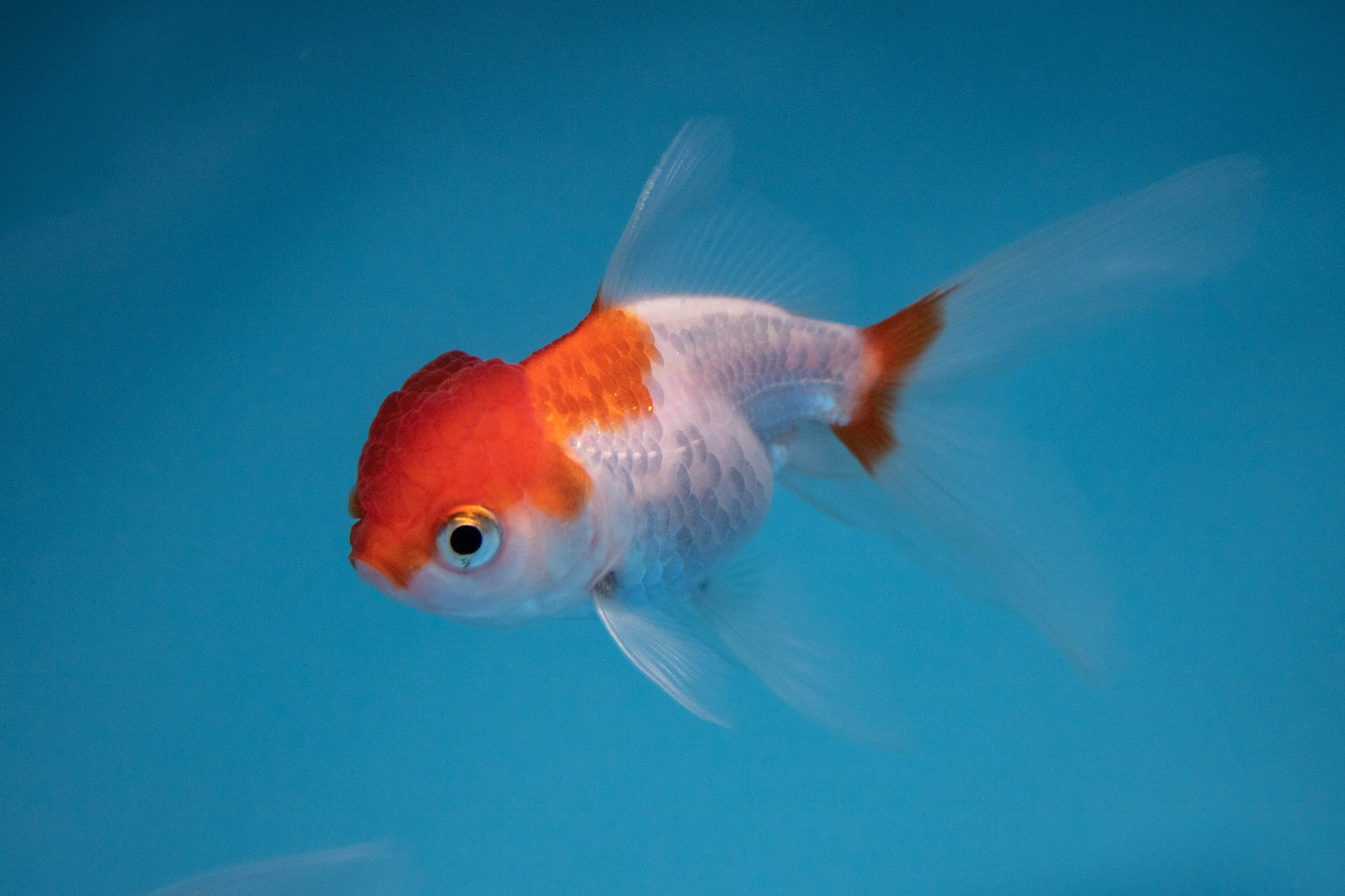 Hi Red Cap Oranda