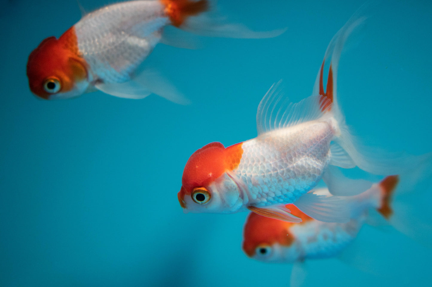 Hi Red Cap Oranda