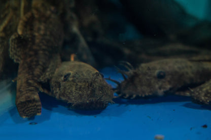 Bristlenose