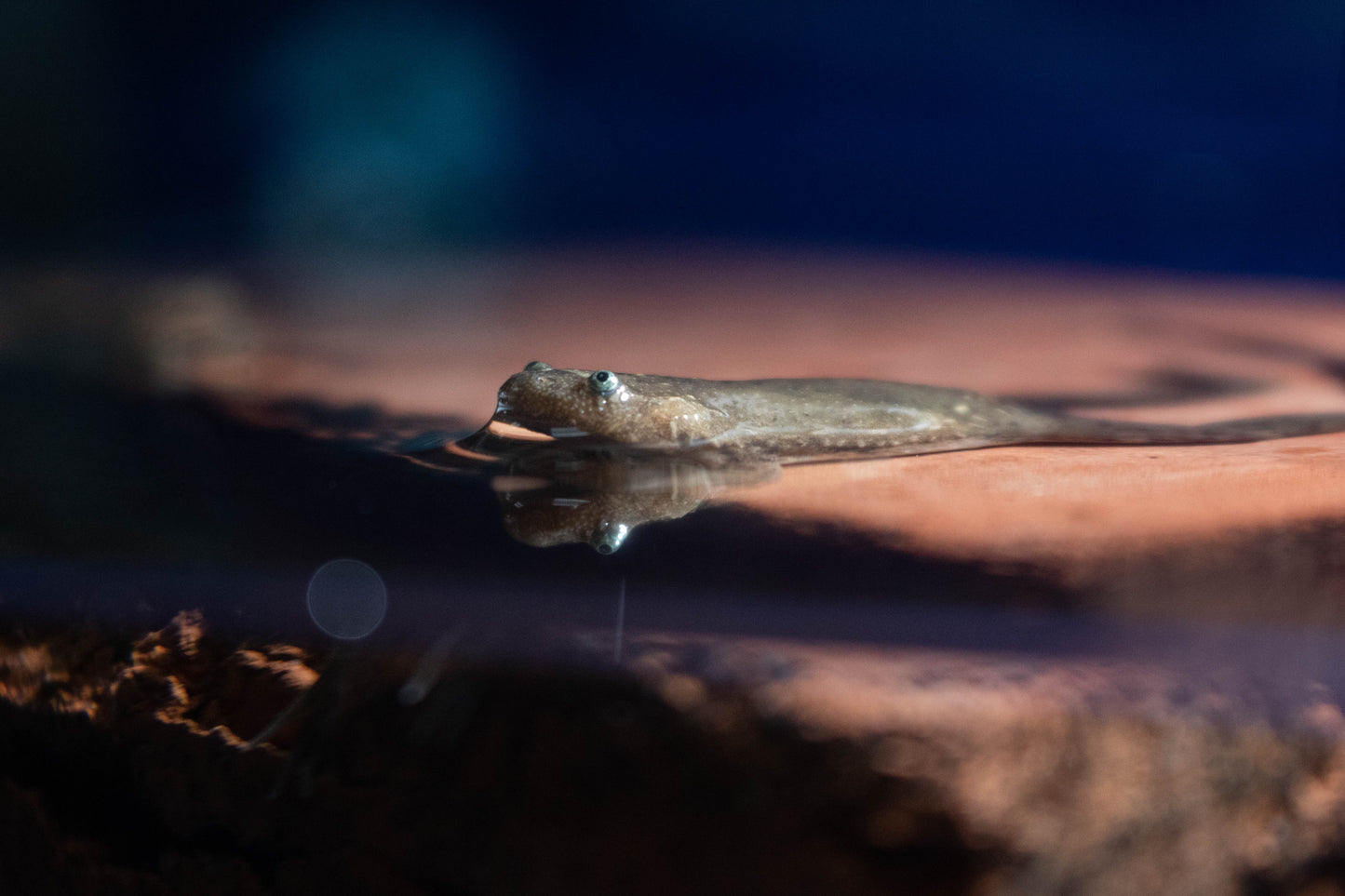 Brown Clawed Frog