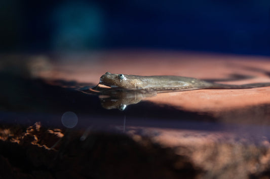 Brown Clawed Frog