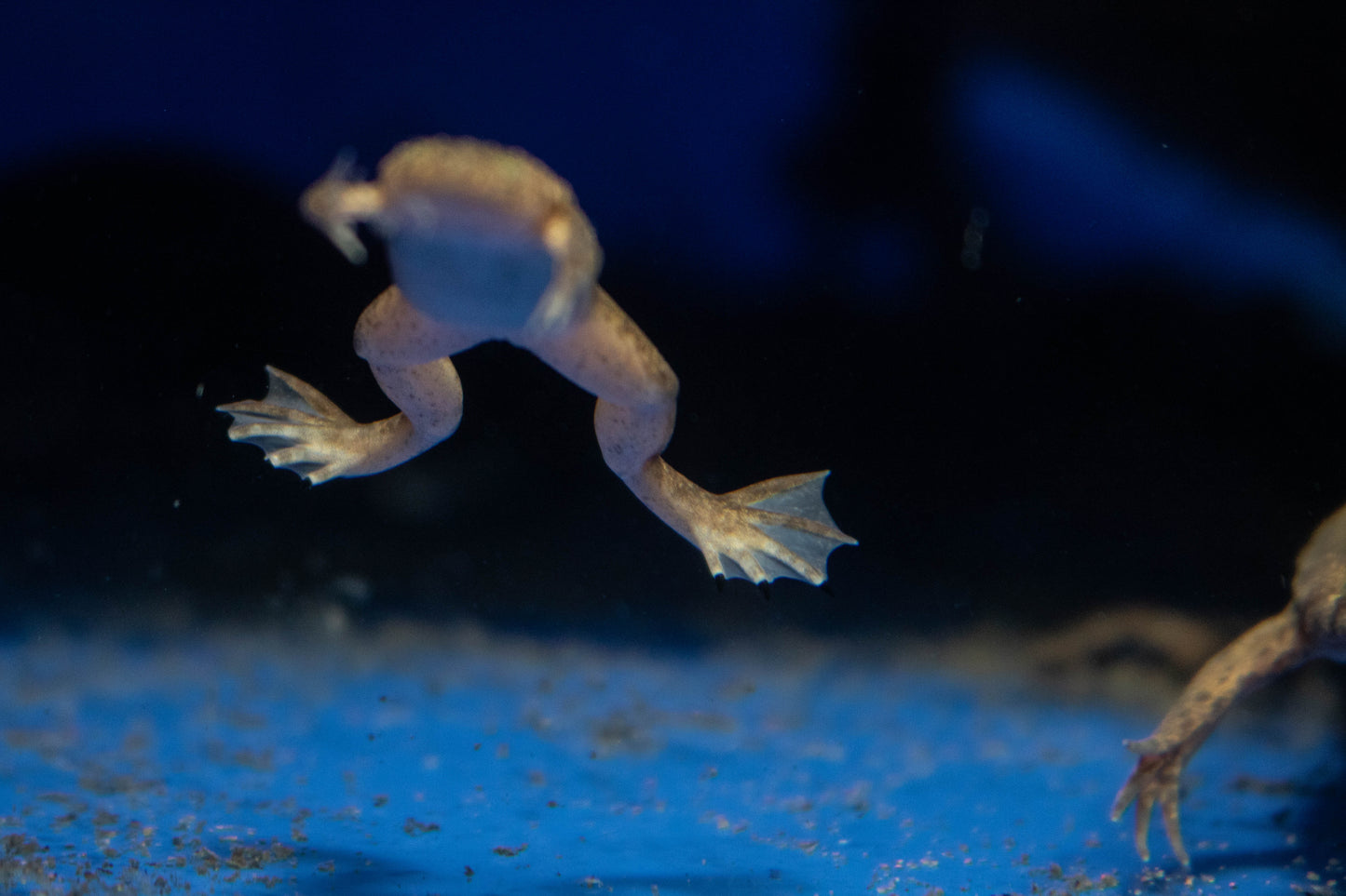 Brown Clawed Frog